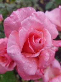 Close-up of wet pink rose