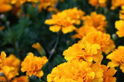 Close-up of yellow marigold flowers