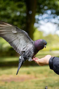 Pigeon eating nuts from hand