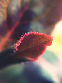 Extreme close-up of pink flower bud