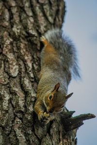 Close-up of squirrel on tree trunk