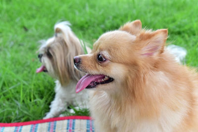 Portrait of a dog on field