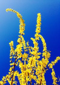 Low angle view of tree against blue sky