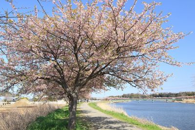 Cherry blossom tree by road against sky