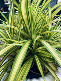 Close-up of fresh green plant