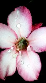 Close-up of pink flower