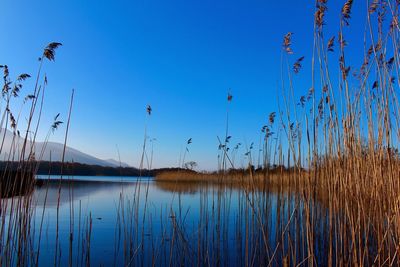 Scenic view of lake against clear blue sky