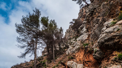 Low angle view of rock formation amidst trees against sky