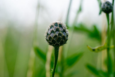 Close-up of purple flowering plant