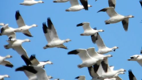 Low angle view of seagulls flying against sky