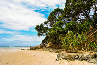 Trees on beach against sky