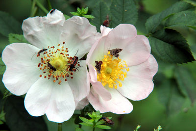 Close-up of insect on flower