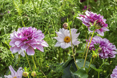 Close-up of purple flowering plants