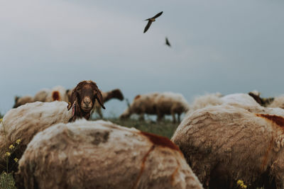 Birds in a field