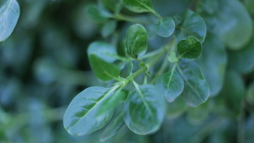 Close-up of water drops on flower