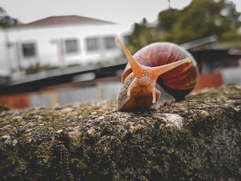 Close-up of snail on rock