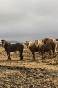 Horses on field against sky