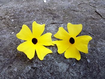 Close-up of yellow flower