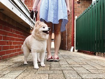 Low section of woman standing with dog