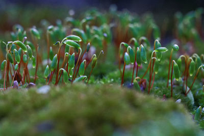 Close-up of flowering plants on field