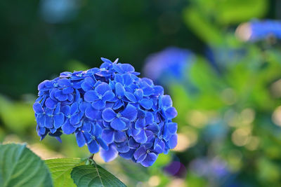 Close-up of blue hydrangea flowers