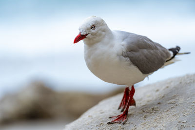 Red-beaked gull of tunnel beach, saint clair, new zealand