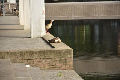 Woman relaxing on staircase by lake