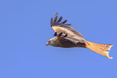 Low angle view of eagle flying against clear blue sky