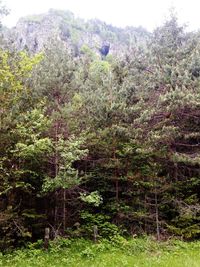 Trees in forest