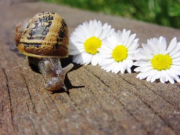 Close-up of snail on white flower