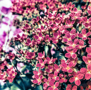 Close-up of pink flowers