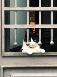 Cat sitting on window sill