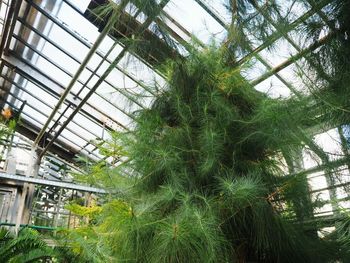 Low angle view of greenhouse