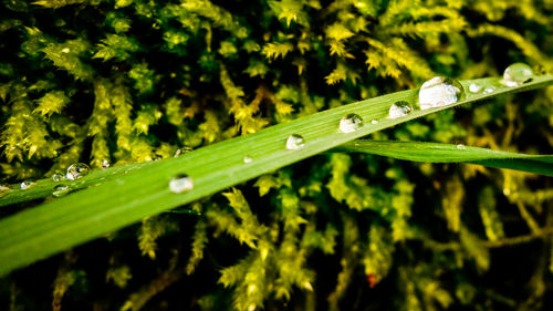 Close-up of green leaves