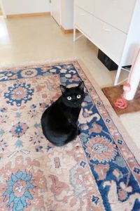 Portrait of black cat sitting on floor at home