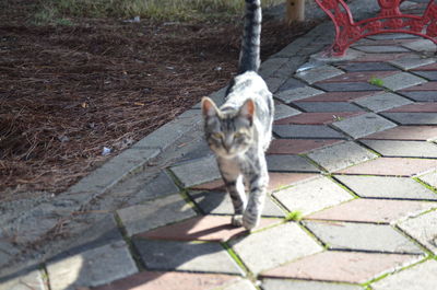 High angle view of cat on footpath