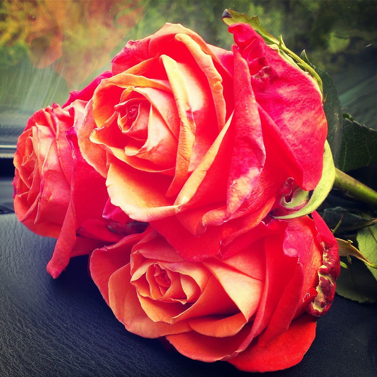 flower, petal, flower head, freshness, rose - flower, red, fragility, close-up, single flower, rose, beauty in nature, single rose, nature, growth, blooming, focus on foreground, studio shot, in bloom, high angle view, drop