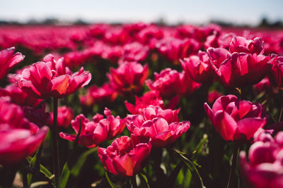 Close-up of pink flowering plants