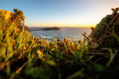 Close-up of plants by sea against sky during sunset