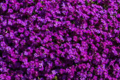 Full frame shot of pink flowering plant