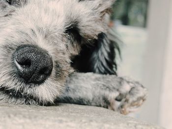 Close-up of dog resting