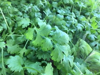 Close-up of fresh green leaves