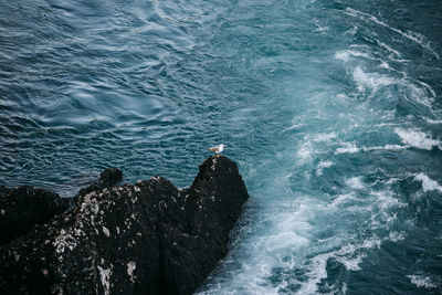 High angle view of sea and pigeon