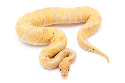 High angle view of bananas on white background