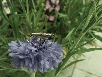 Close-up of bee on flower