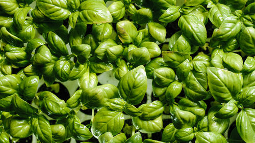 Basil seedlings in cultivation viewed from above rotation