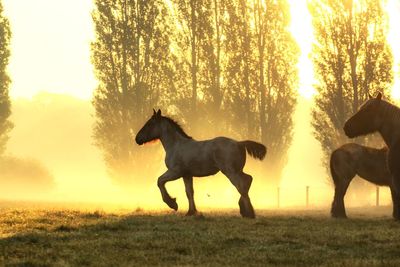 Happy horse at morning dawn