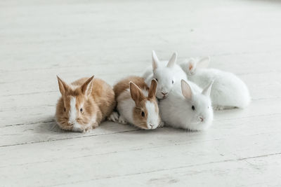 A group of cute easter bunny rabbits on the living room floor. beautiful cute pets