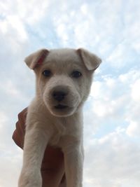 Portrait of dog sticking out tongue against sky