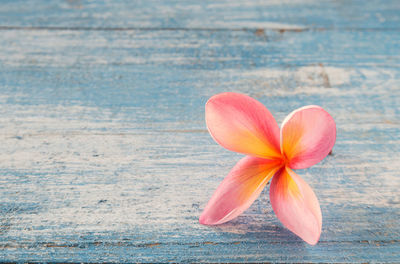 Close-up of pink flower on wood